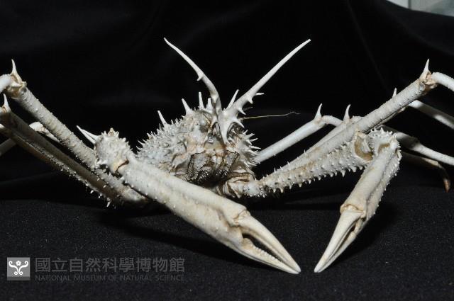 羚角密刺蟹藏品圖，第5張