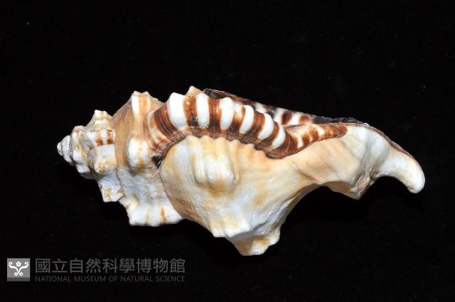 象鼻法螺藏品圖，第5張