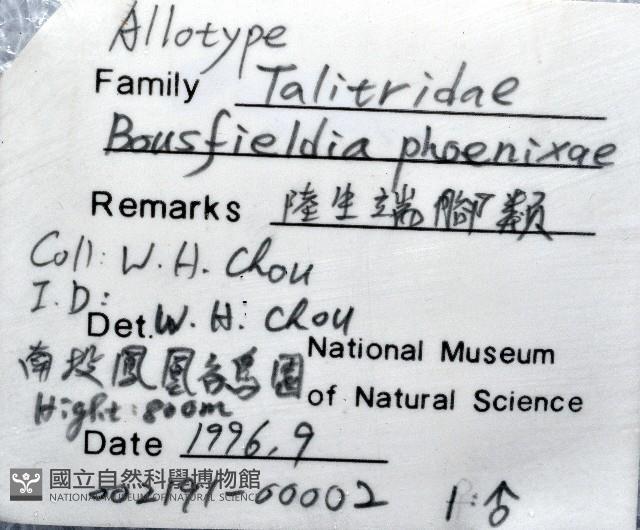 鳳凰母布氏蝦藏品圖，第5張