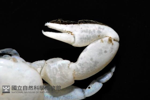 美麗多指瓷蟹藏品圖，第5張