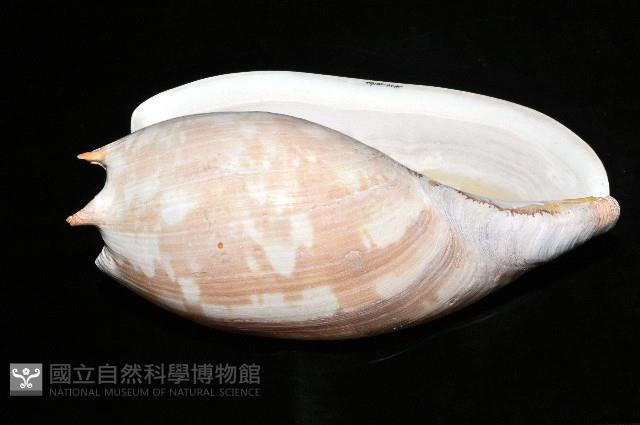 閃電椰子渦螺藏品圖，第5張
