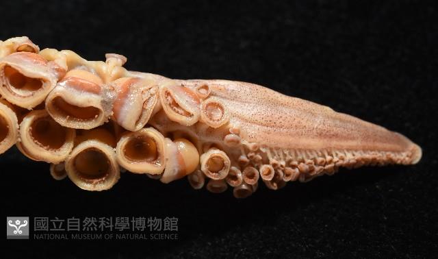 奧蘭鳶柔魚藏品圖，第5張