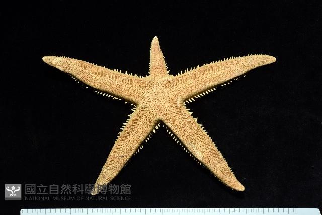飛白楓海星藏品圖，第10張