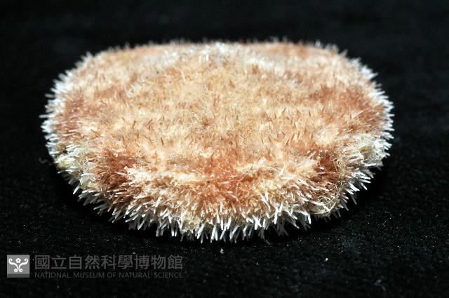 網楯海膽藏品圖，第10張