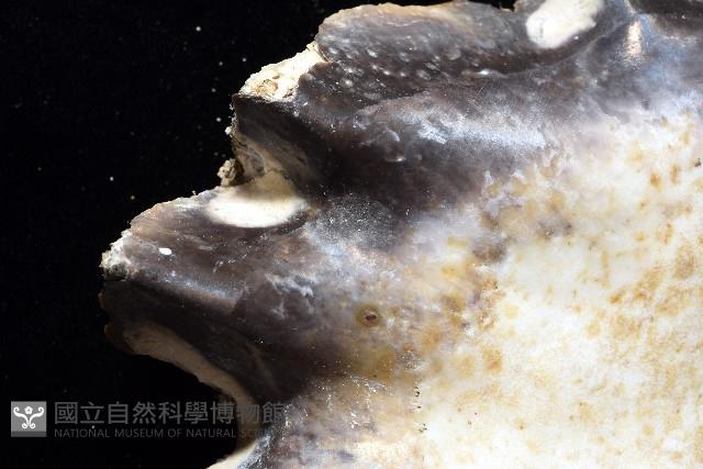 鋸齒牡蠣藏品圖，第10張