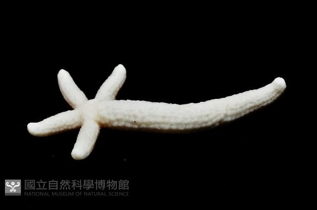 多篩指海星藏品圖，第10張