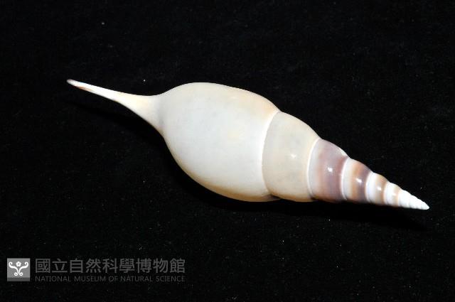 馬丁長鼻螺藏品圖，第10張