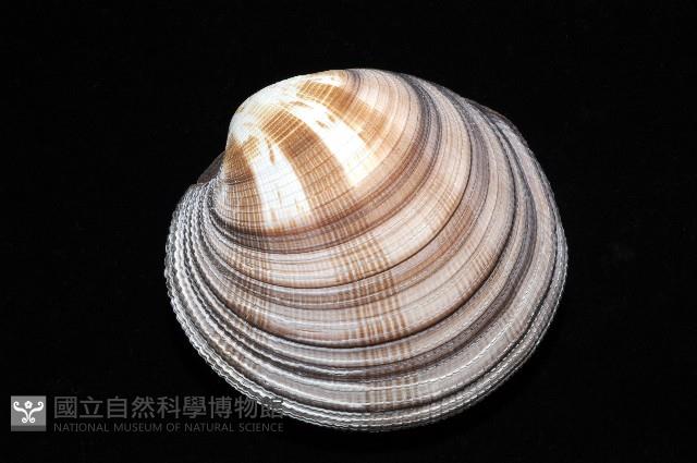 鉛球簾蛤藏品圖，第10張
