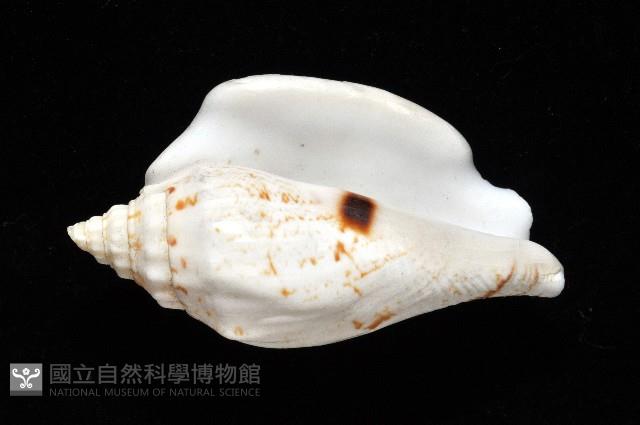 黑痣(變異)鳳凰螺藏品圖，第10張
