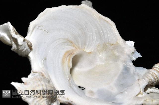 綴殼螺藏品圖，第10張