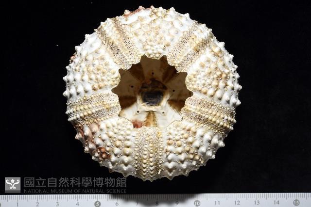 沙氏(藍環)冠海膽藏品圖，第10張