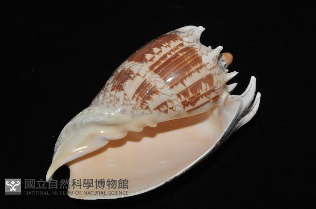 帝王渦螺藏品圖，第10張