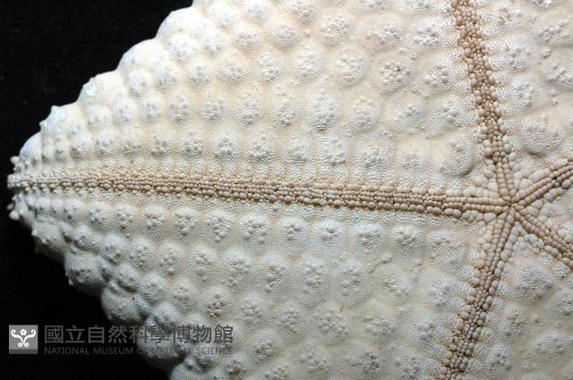 麵包海星(饅頭海星)藏品圖，第10張