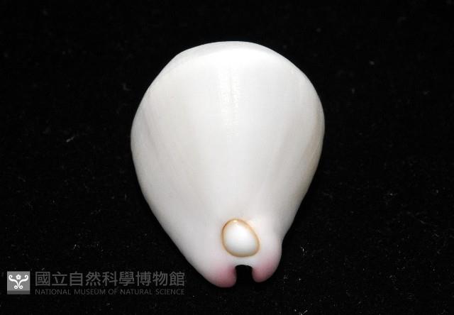 玉兔螺藏品圖，第10張