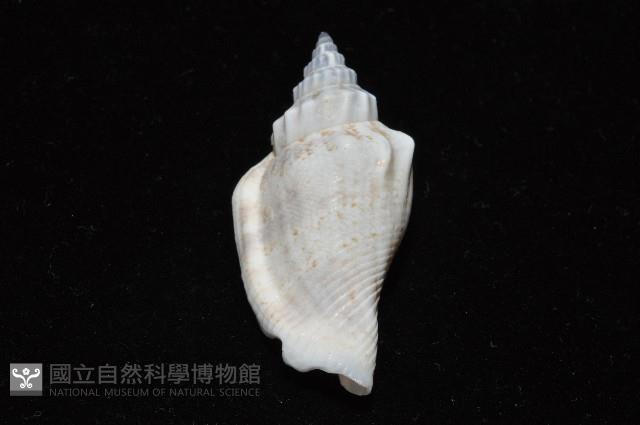 黑嘴鳳凰螺藏品圖，第10張