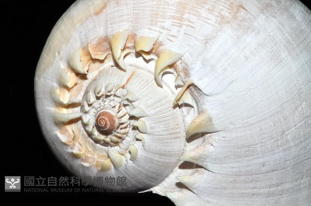 印尼椰子渦螺藏品圖，第10張
