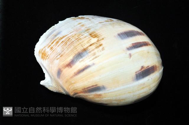 椰子螺藏品圖，第10張