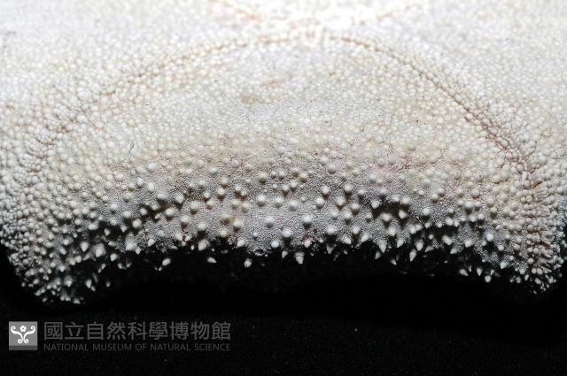 麵包海星(饅頭海星)藏品圖，第10張