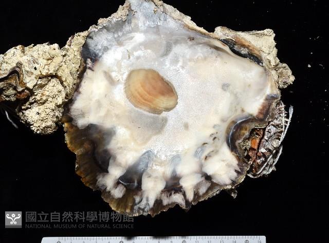 鋸齒牡蠣藏品圖，第10張