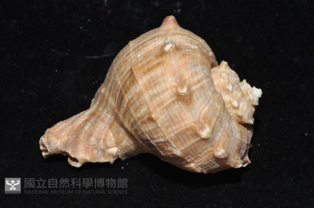 白皺岩螺藏品圖，第10張
