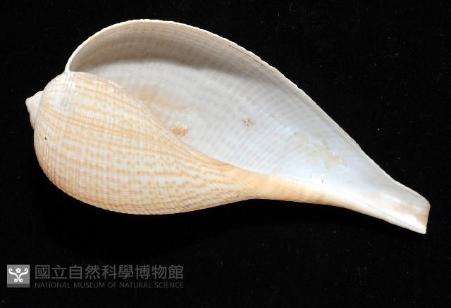 大枇杷螺藏品圖，第10張