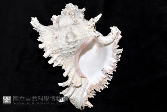 大千手螺藏品圖，第11張