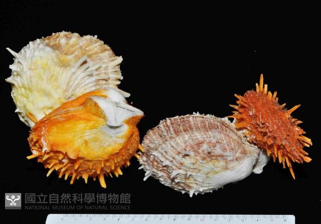 黃金海菊蛤藏品圖，第11張