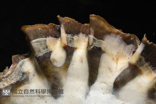 鋸齒牡蠣藏品圖，第10張
