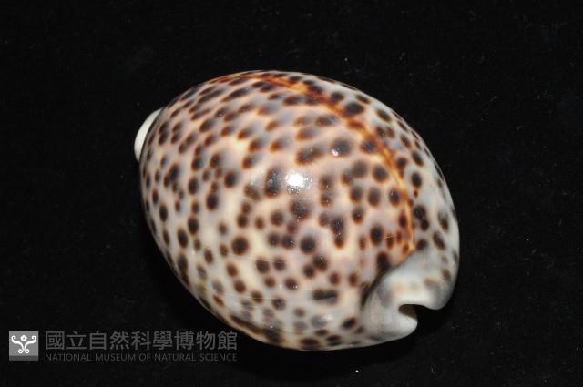黑星寶螺藏品圖，第10張