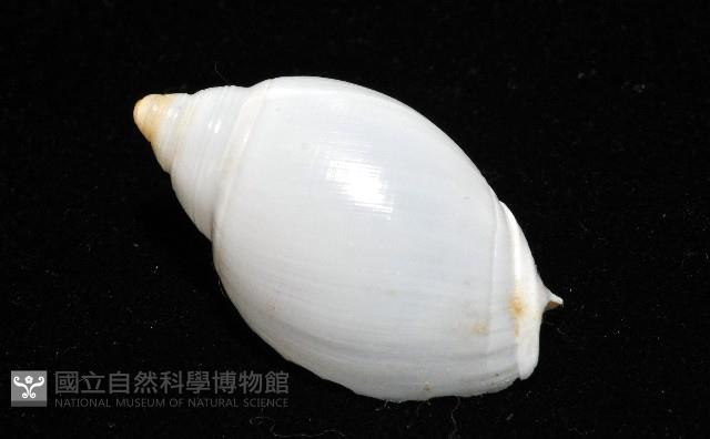 白彈頭螺藏品圖，第10張