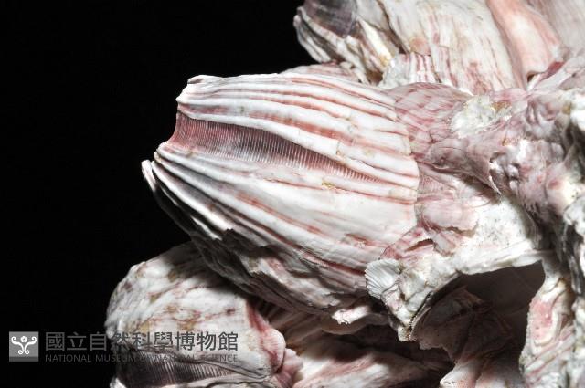縱肋巨藤壺藏品圖，第10張
