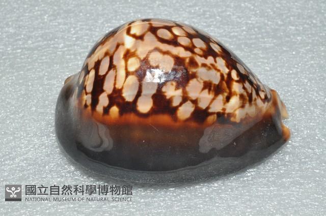 龜甲寶螺藏品圖，第10張
