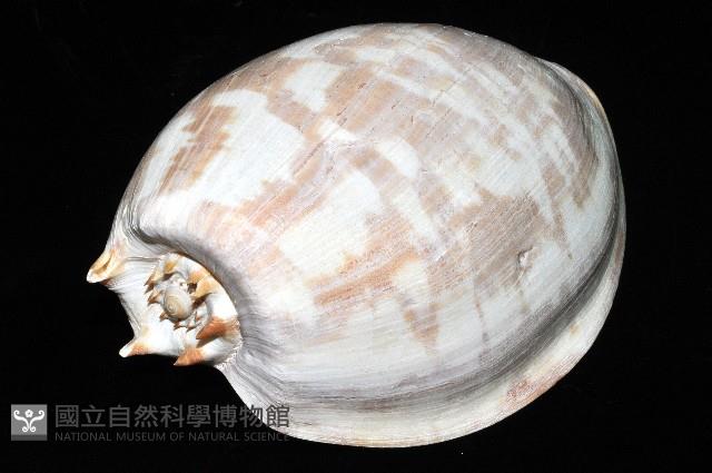 閃電椰子渦螺藏品圖，第10張