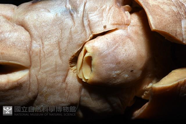 奧蘭鳶柔魚藏品圖，第10張