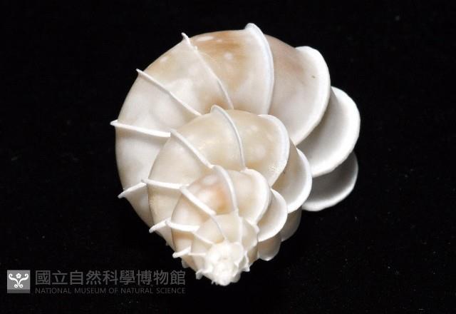 綺螄螺藏品圖，第14張