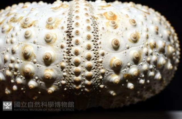 沙氏(藍環)冠海膽藏品圖，第14張