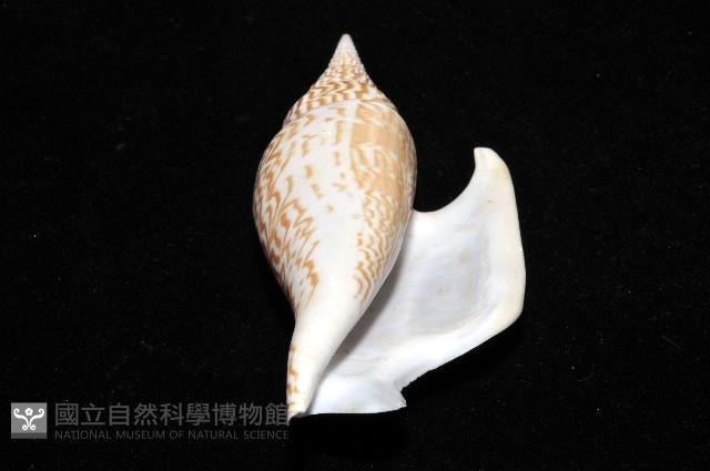 金斧鳳凰螺藏品圖，第14張
