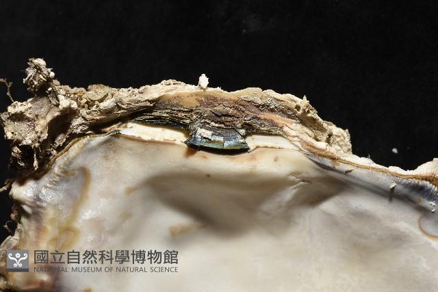 鋸齒牡蠣藏品圖，第14張
