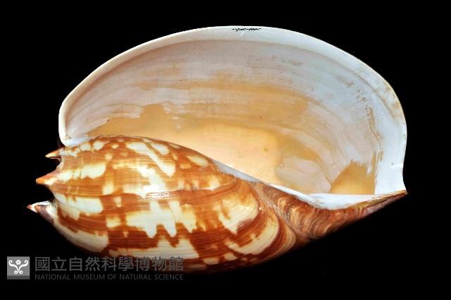 閃電椰子渦螺藏品圖，第14張