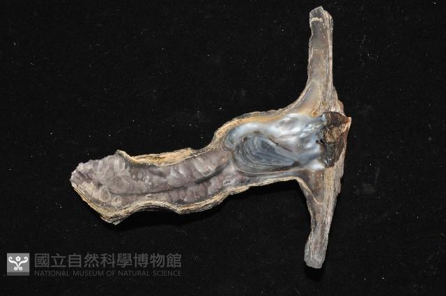 黑丁蠣藏品圖，第4張