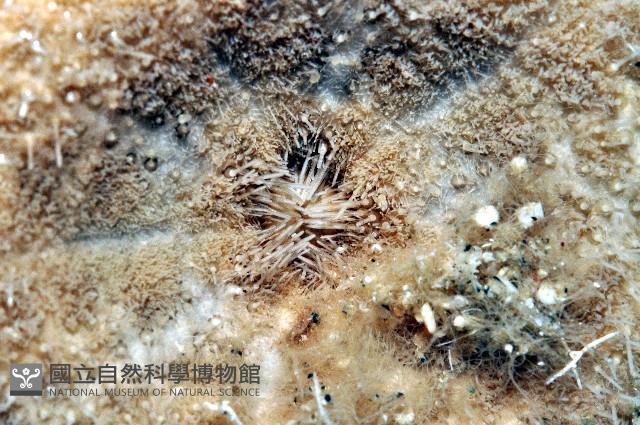 網楯海膽藏品圖，第4張