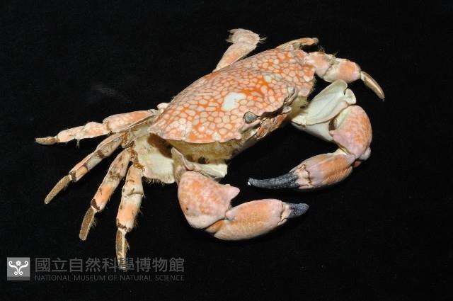 繡花脊熟若蟹藏品圖，第4張
