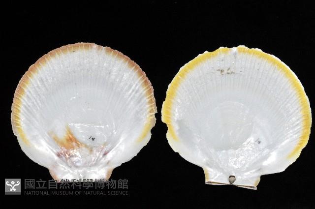 臺灣日月蛤藏品圖，第4張