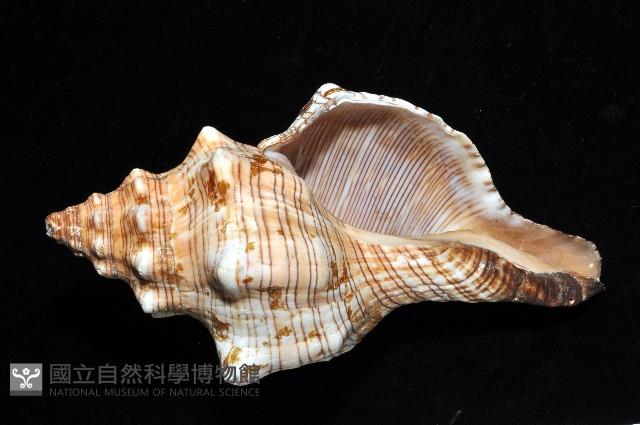 大赤旋螺藏品圖，第4張