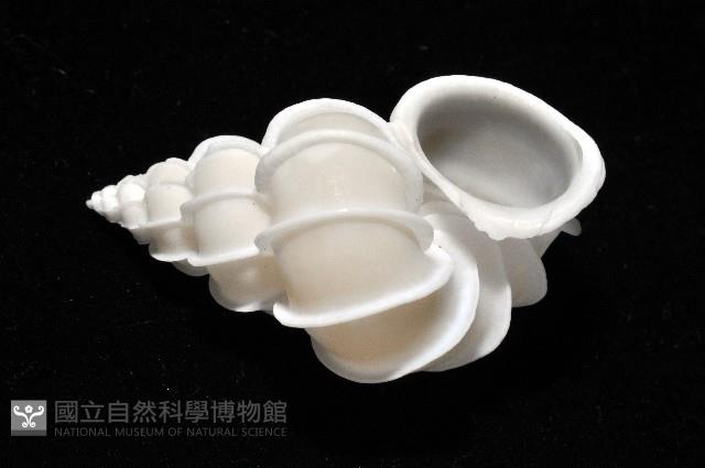 綺螄螺藏品圖，第4張