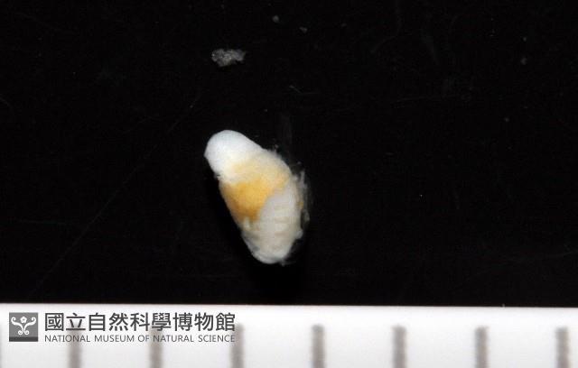 福山魚怪(新種)藏品圖，第4張