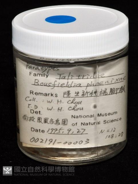 鳳凰母布氏蝦藏品圖，第4張