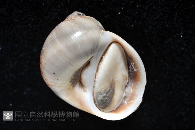 小灰玉螺藏品圖，第4張