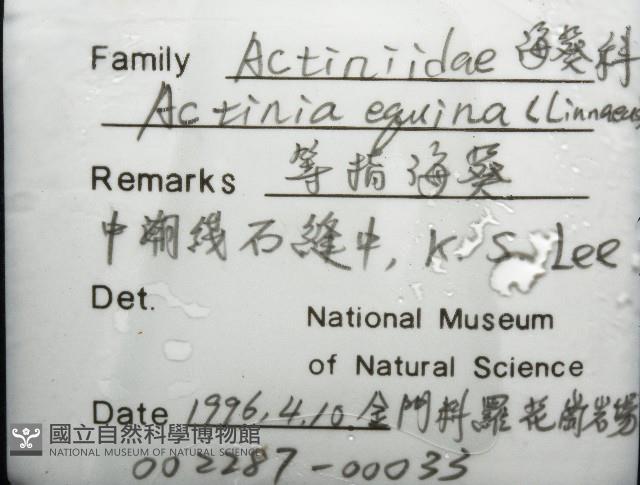 等指海葵藏品圖，第4張