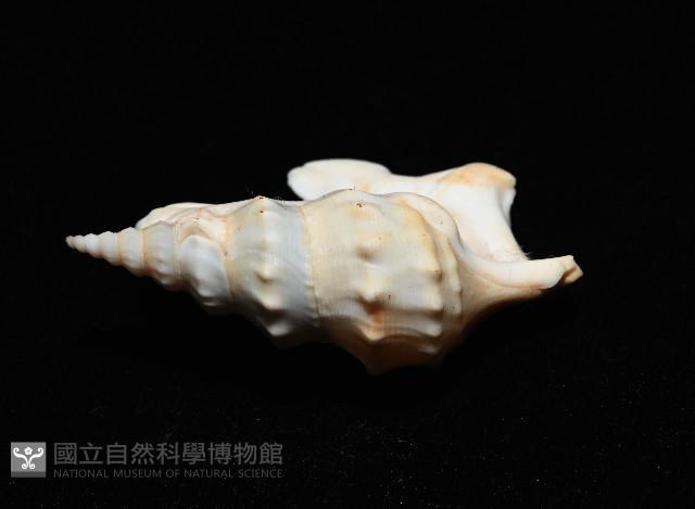 鵜足螺藏品圖，第4張